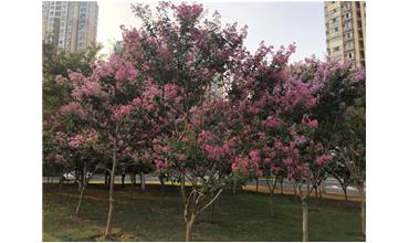 夏秋季節(jié)，錫城首次驚現(xiàn)紫薇花開美景